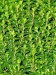 Thyme - Image 2
